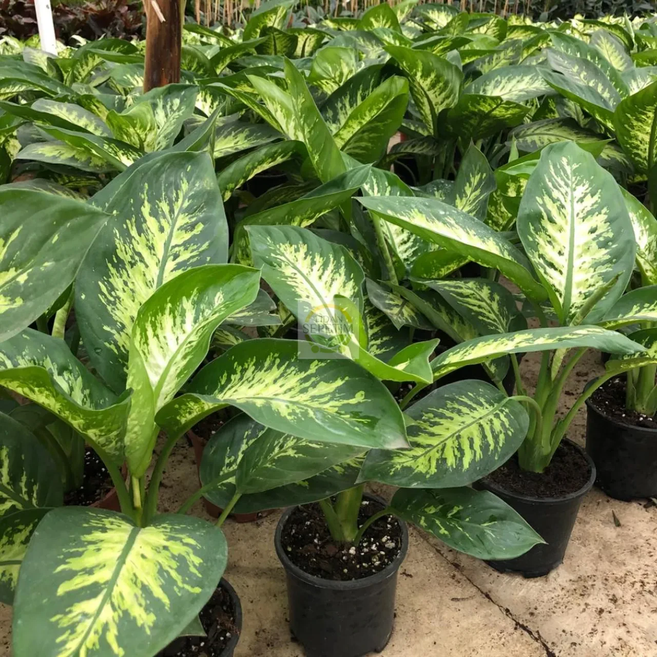 Bunları yatak odanızda asla bulundurmayın! Hem huzursuzluk hem uykusuzluğa sebep oluyorlar