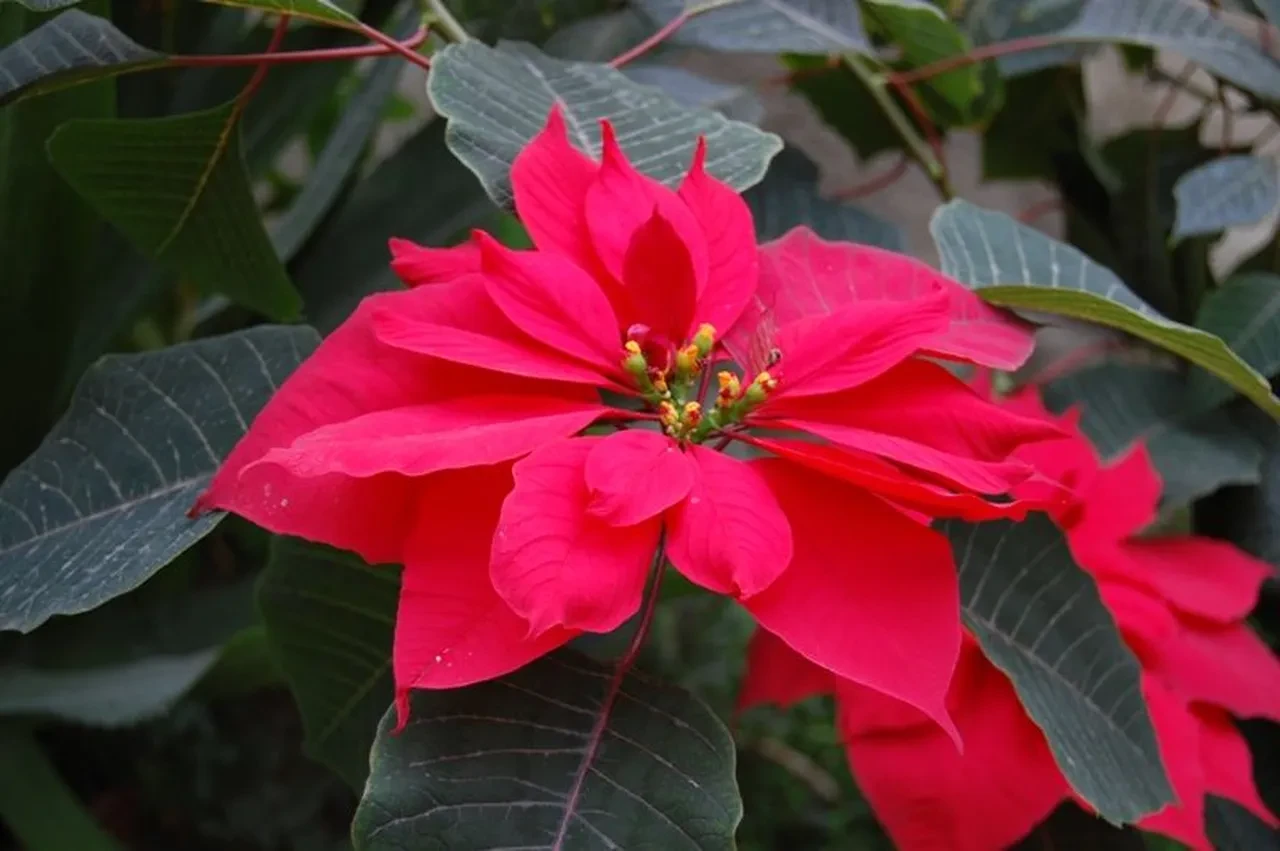 Bunları yatak odanızda asla bulundurmayın! Hem huzursuzluk hem uykusuzluğa sebep oluyorlar
