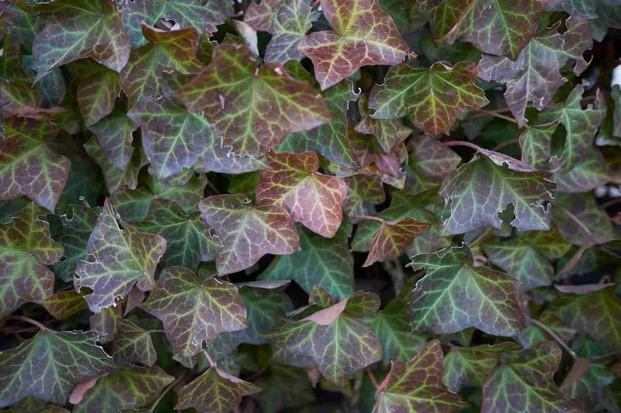 Bunları yatak odanızda asla bulundurmayın! Hem huzursuzluk hem uykusuzluğa sebep oluyorlar