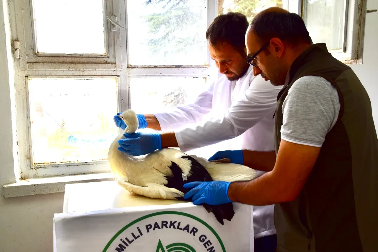 Leylek yavrusu uçuş denemesi yaparken yere düştü! Tedavi altına alındı