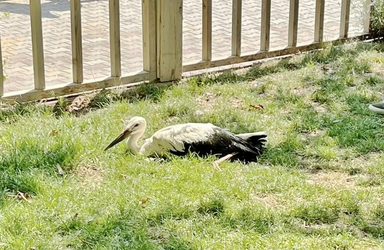 Leylek yavrusu uçuş denemesi yaparken yere düştü! Tedavi altına alındı