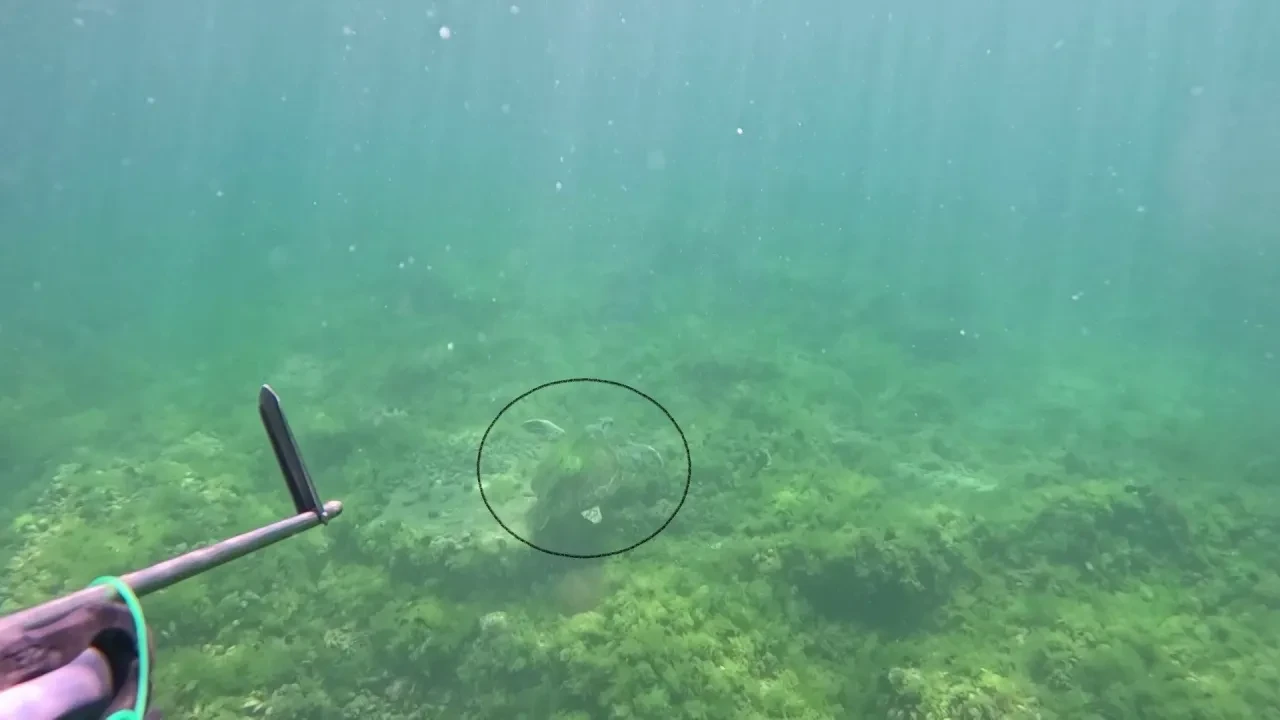 Marmara Denizi'nde bir ilk! Nadir görülen bu hayvan su altında kaydedildi