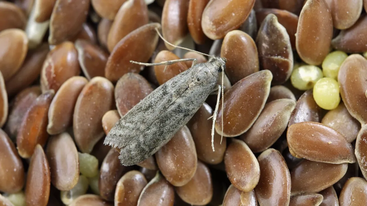 Mutfak güvelerine elveda deyin! İşte mutfaktaki güveleri yok edecek en etkili yöntemler 