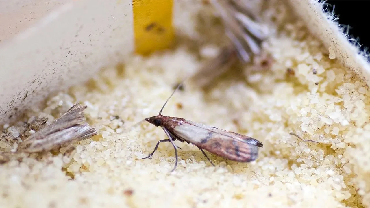 Mutfak güvelerine elveda deyin! İşte mutfaktaki güveleri yok edecek en etkili yöntemler 