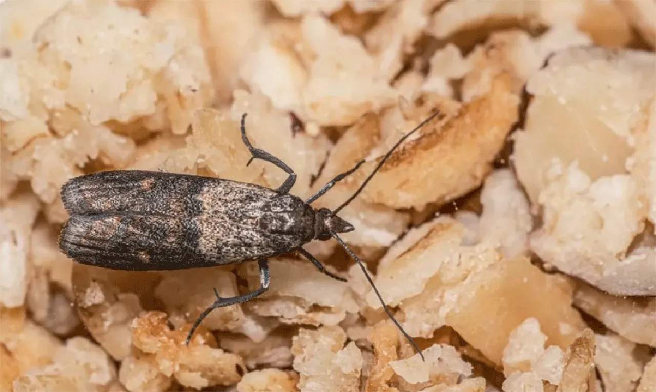 Mutfak güvelerine elveda deyin! İşte mutfaktaki güveleri yok edecek en etkili yöntemler 