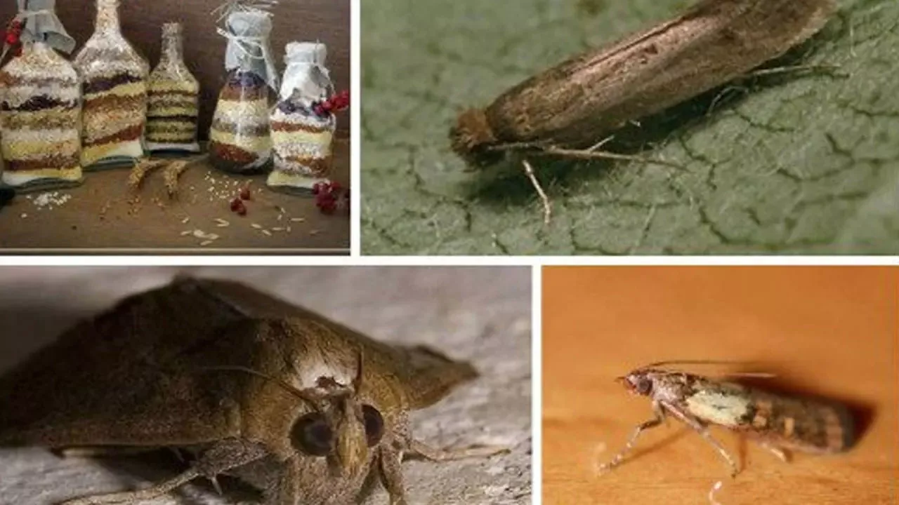 Mutfak güvelerine elveda deyin! İşte mutfaktaki güveleri yok edecek en etkili yöntemler 