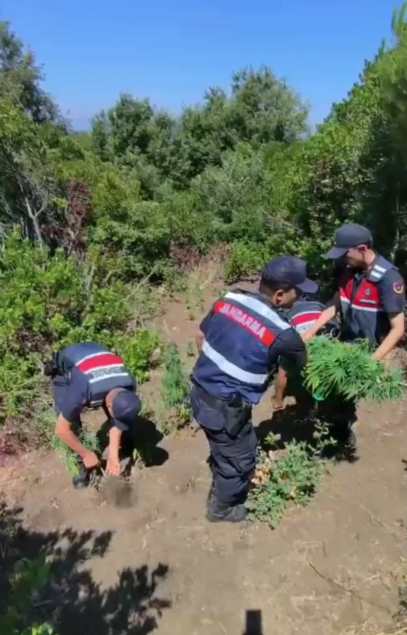 Yalova’da kenevir tarlasına baskın!