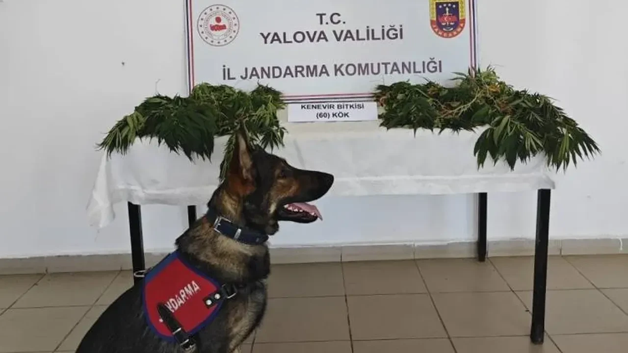 Yalova’da kenevir tarlasına baskın!