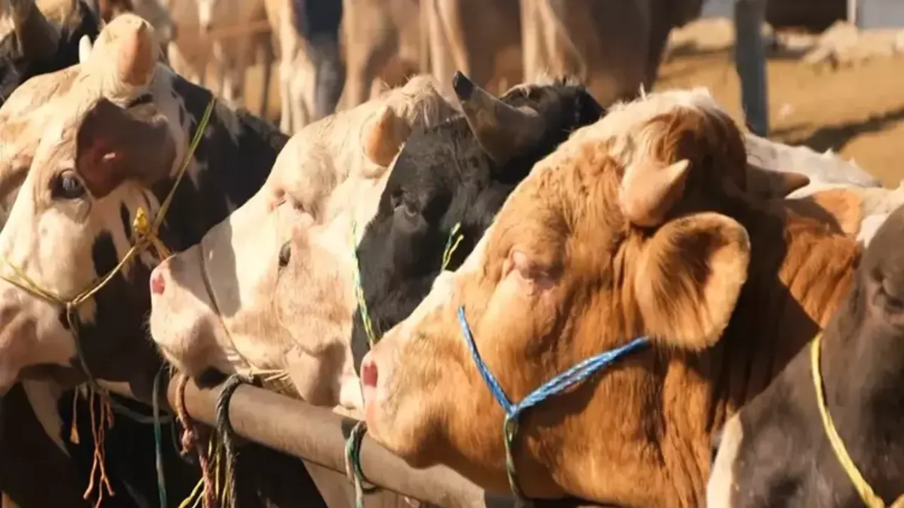 Bakanlıktan yeni 'şap' açıklaması! 