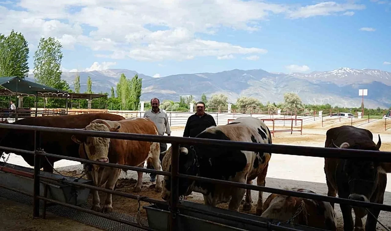 Bakanlıktan yeni 'şap' açıklaması! 