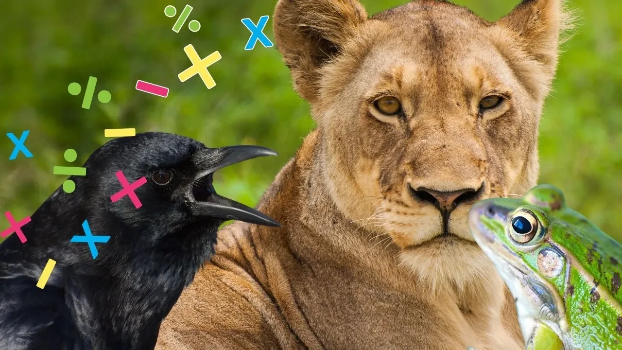 Bu hayvanlar basit matematik yapabiliyor! Hayatta kalmak için sayı sayıyorlar