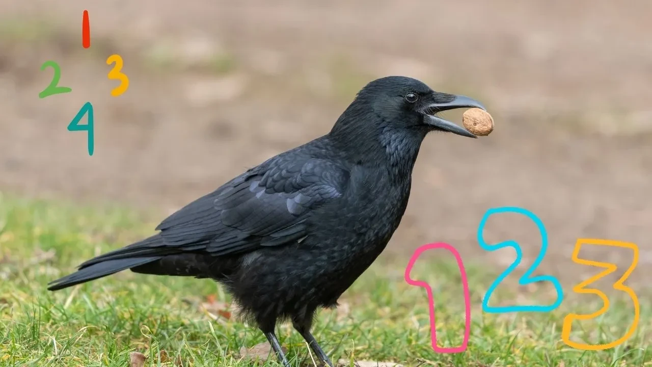 Bu hayvanlar basit matematik yapabiliyor! Hayatta kalmak için sayı sayıyorlar