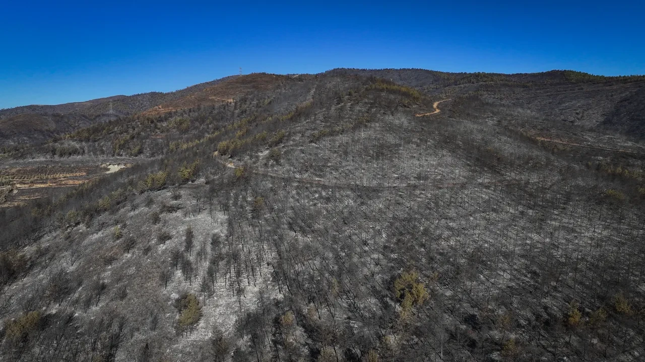 Hatay yangınında yürek yakan görüntüler! Ciğerlerimiz küle döndü