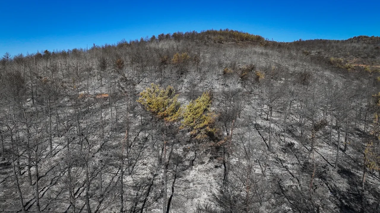 Hatay yangınında yürek yakan görüntüler! Ciğerlerimiz küle döndü