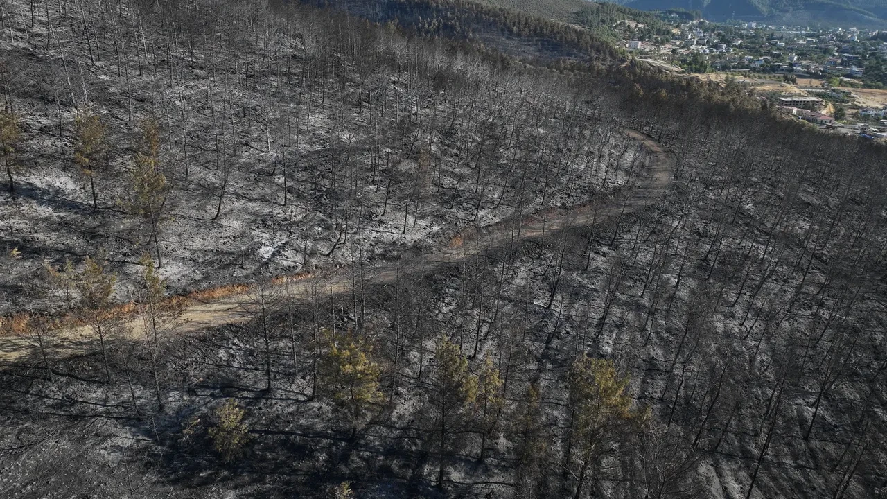 Hatay yangınında yürek yakan görüntüler! Ciğerlerimiz küle döndü