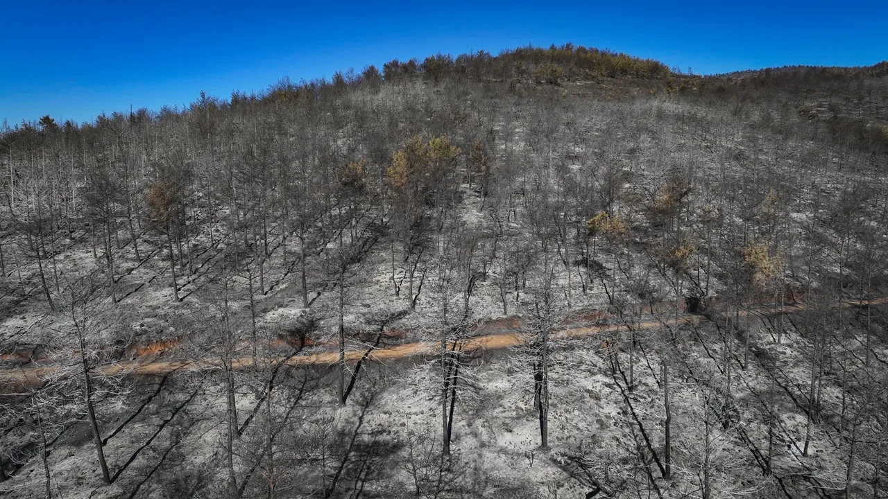 Hatay yangınında yürek yakan görüntüler! Ciğerlerimiz küle döndü