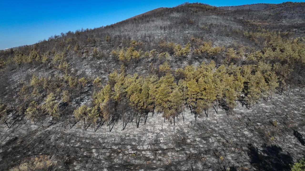 Hatay yangınında yürek yakan görüntüler! Ciğerlerimiz küle döndü