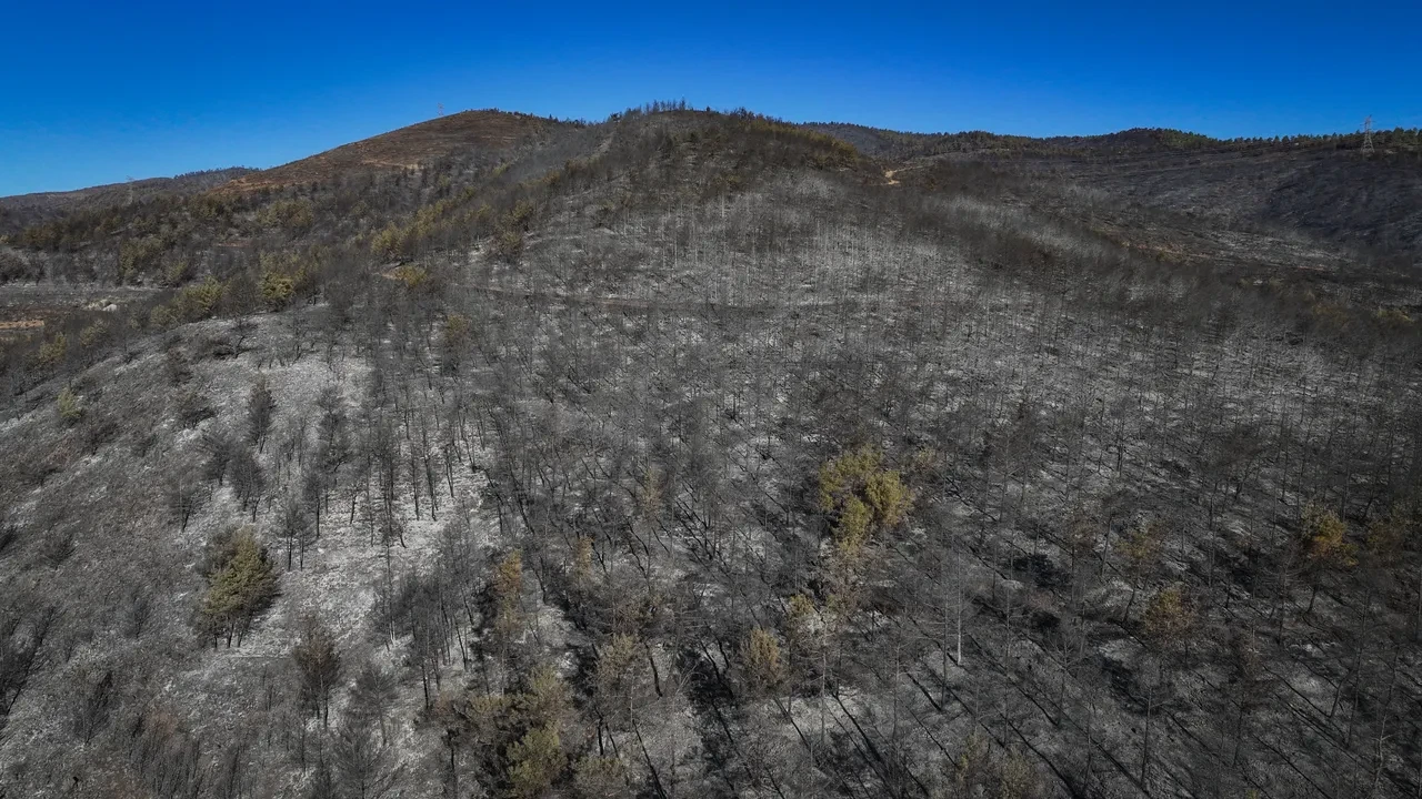 Hatay yangınında yürek yakan görüntüler! Ciğerlerimiz küle döndü