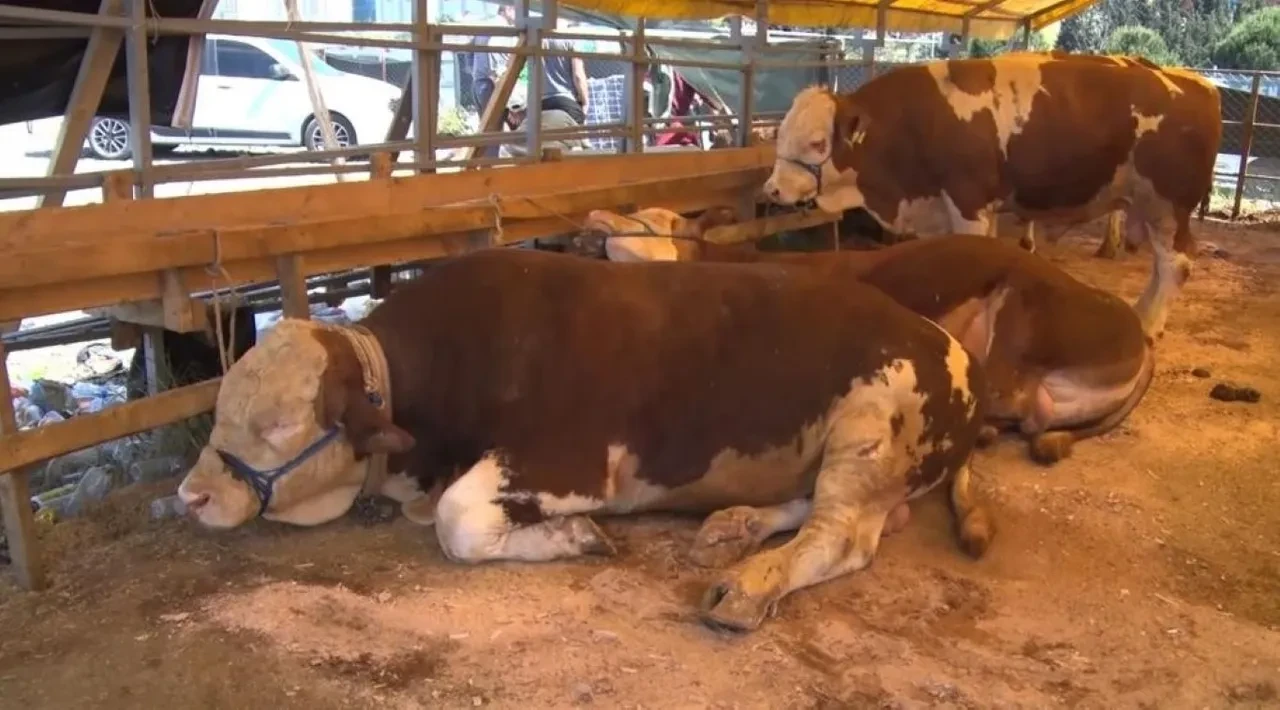 Hayvan pazarları kapatıldı mı, neden? Tarım ve Orman Bakanlığı açıklama yaptı