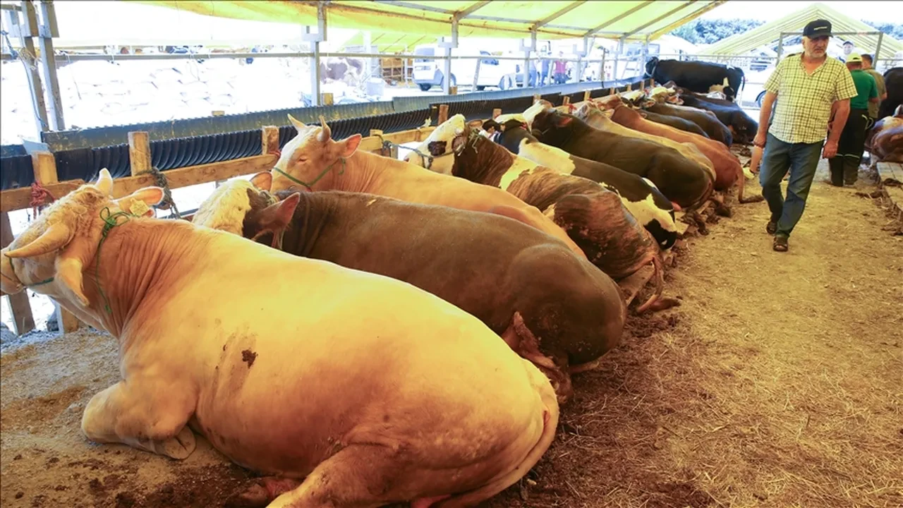 Hayvan pazarları kapatıldı mı, neden? Tarım ve Orman Bakanlığı açıklama yaptı