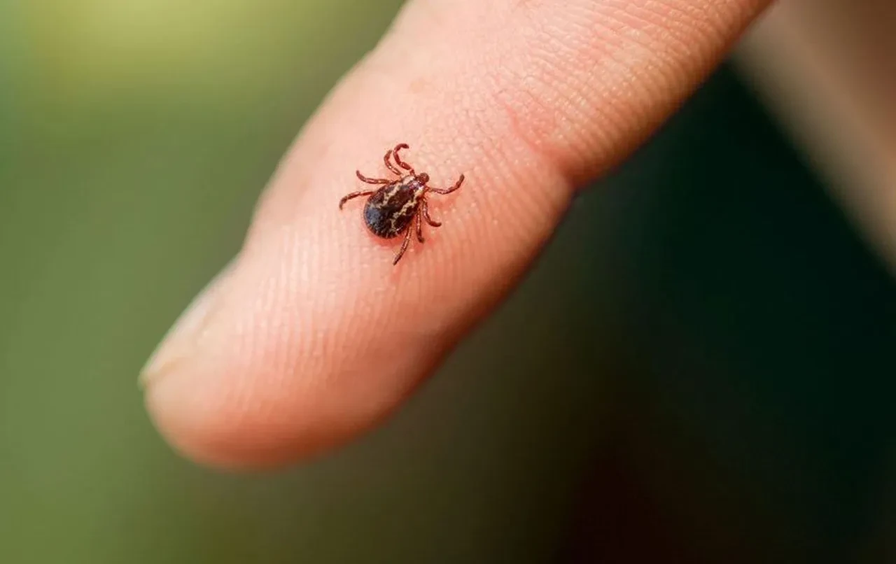 İstanbul'da tedirgin eden artış! Uzmanlar açıkladı: İşte megakentteki kenenin türü