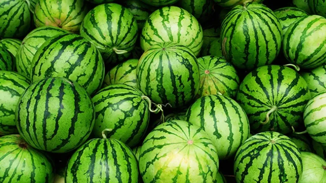 Kavurucu sıcaklar karpuza talebi arttırdı! Tarlada 1, markette 20 lira! 