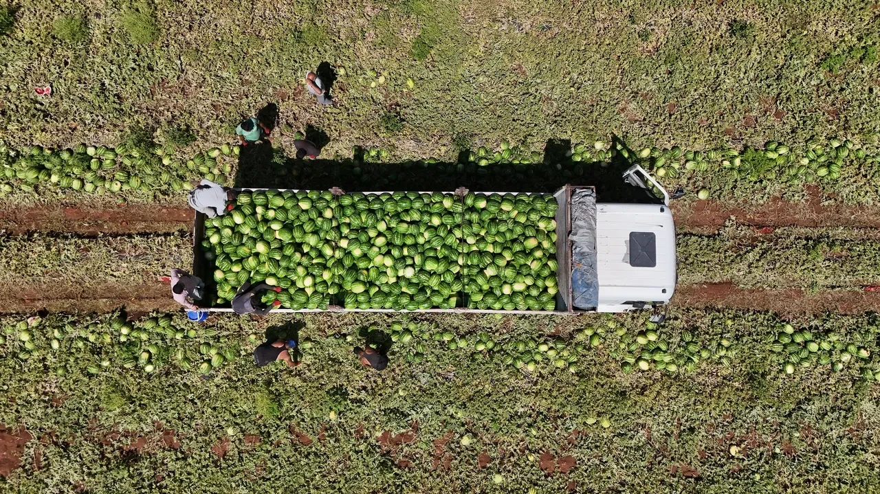 Kavurucu sıcaklar karpuza talebi arttırdı! Tarlada 1, markette 20 lira! 