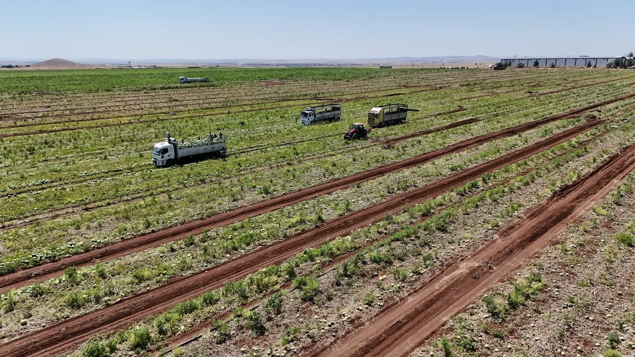 Kavurucu sıcaklar karpuza talebi arttırdı! Tarlada 1, markette 20 lira! 