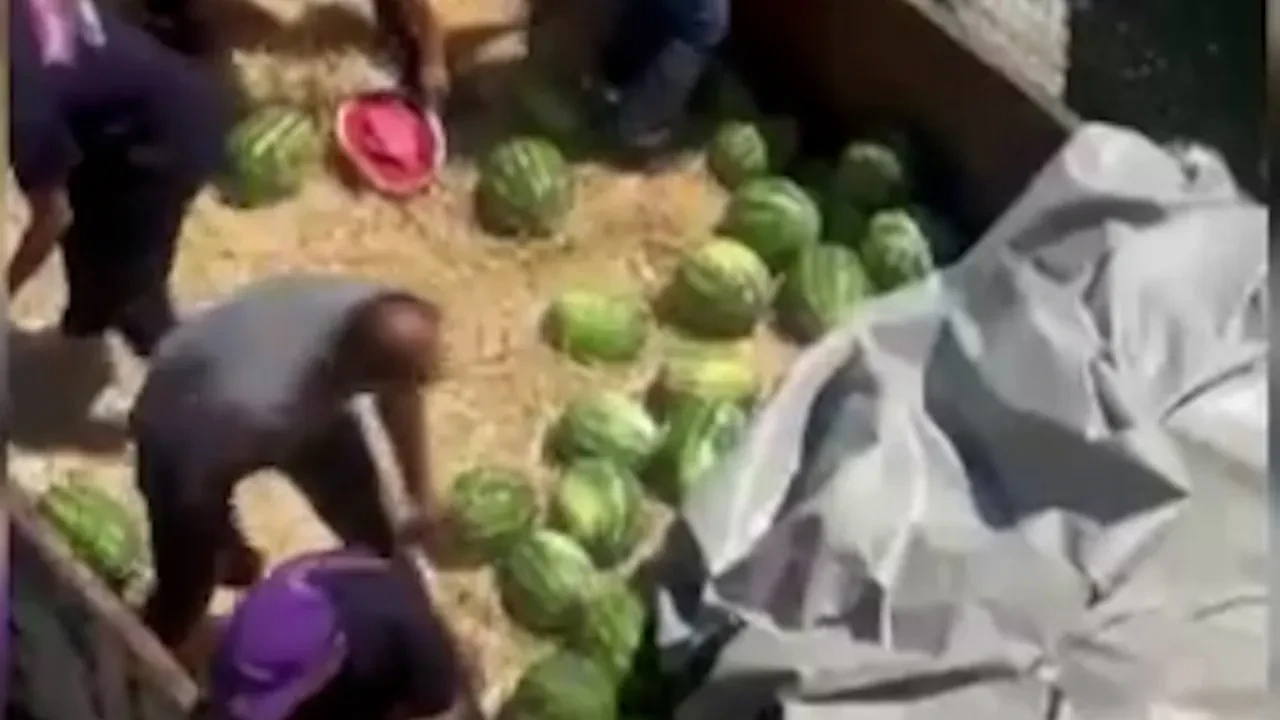 12 ton karpuzu bedava dağıttı! Duyan akın etti 
