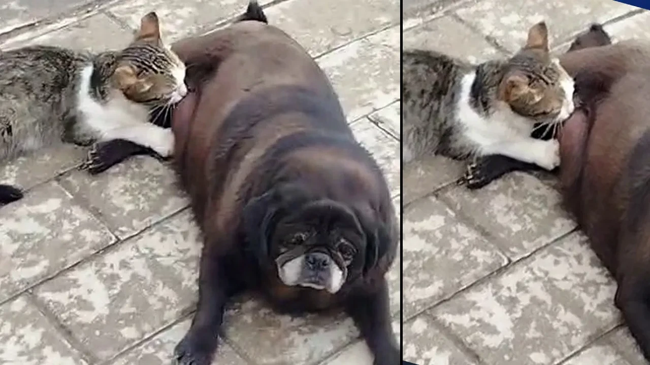 Hayrete düşüren anlar! Köpek, kediyi sokak ortasında emzirdi