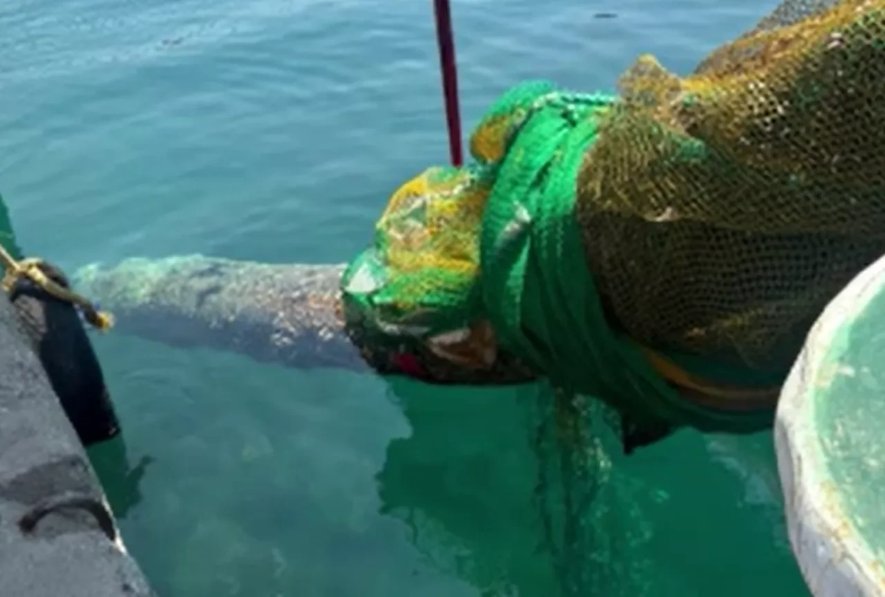 İzmir'de torpido paniği: Balıkçı ağına takıldı!