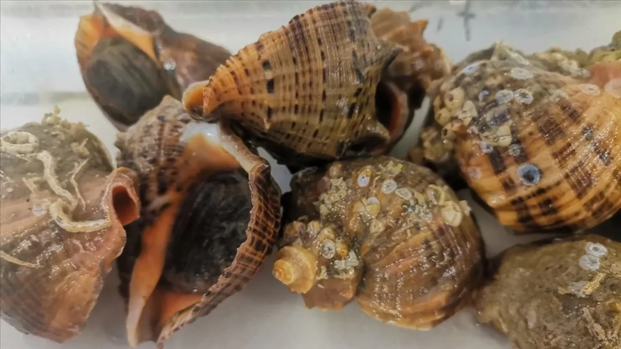 Türkiye’de tüketilmediği için satılıyor: 4,5 milyon dolar kazandırıyor!