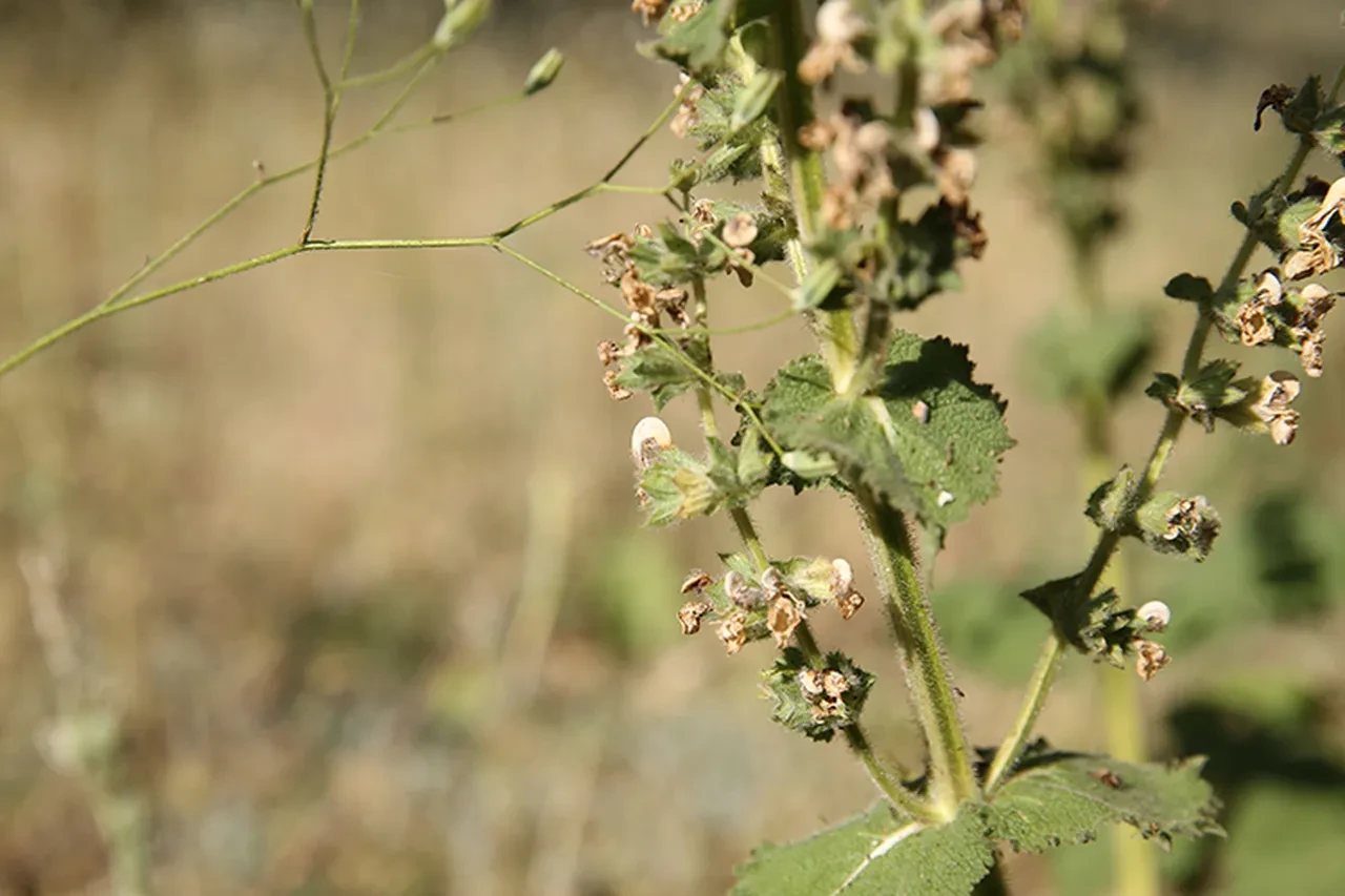 Köylü mezarlığa kimseyi yaklaştırmıyor, dünyada sadece Türkiye'de var! Cezası 500 bin TL'den fazla