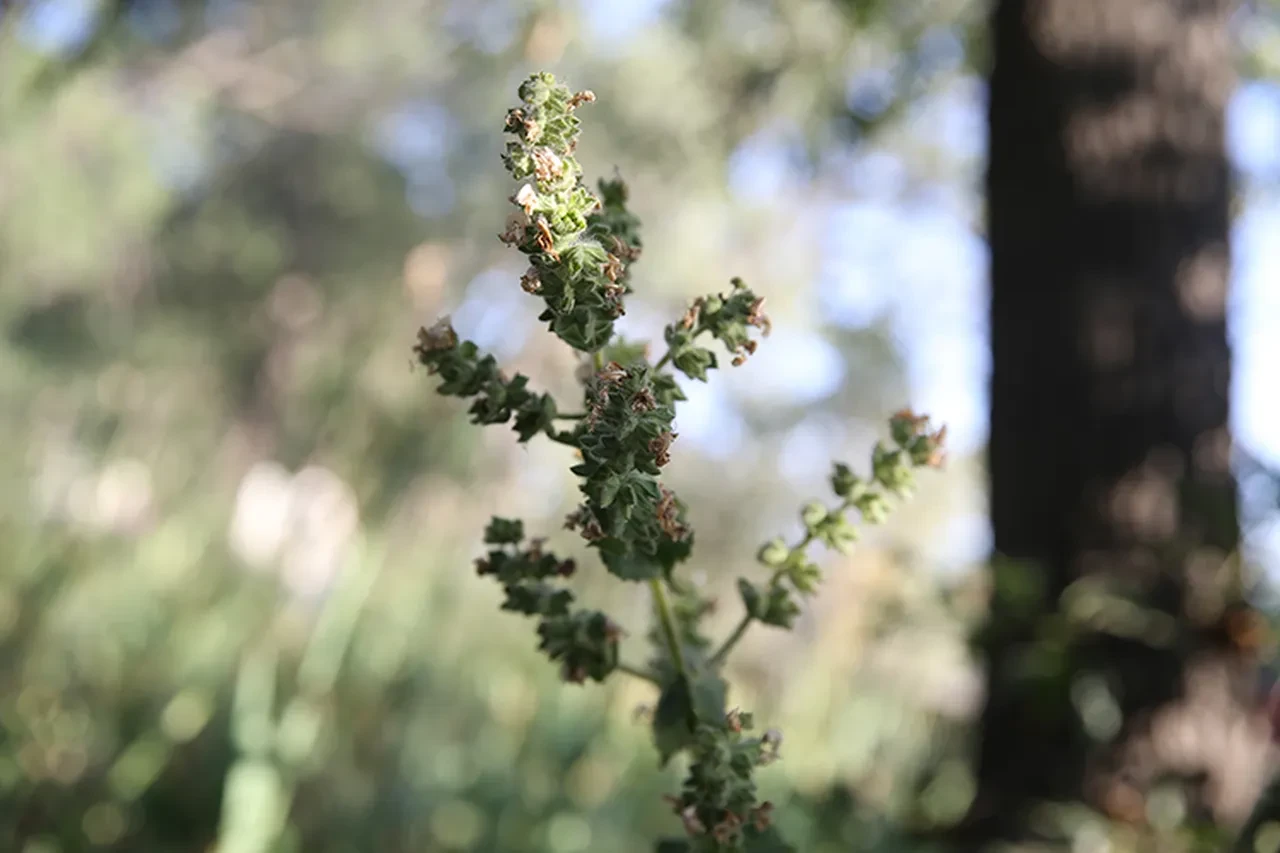 Köylü mezarlığa kimseyi yaklaştırmıyor, dünyada sadece Türkiye'de var! Cezası 500 bin TL'den fazla