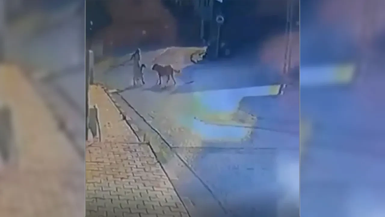 Sokak ortasında vahşet görüntüler! Yürüyüşe çıkardığı köpeğiyle beraber saldırıya uğradı! Dehşet veren anlar kamerada