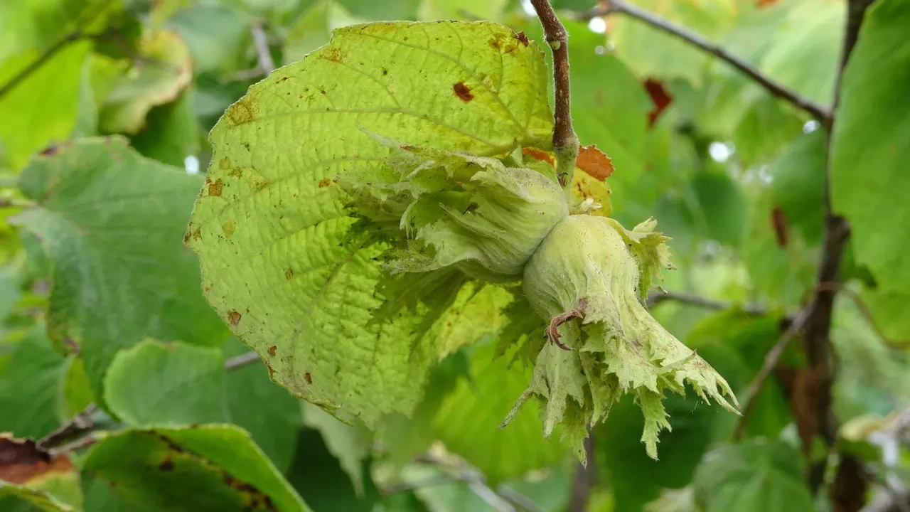 Zirai don onu da vurdu: Fındıkta rekolte yüzde 50 düştü