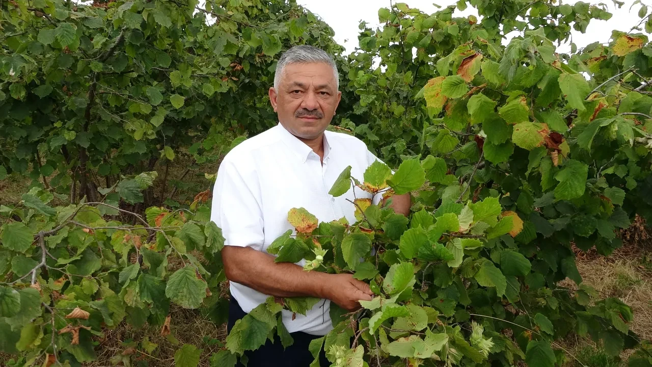 Zirai don onu da vurdu: Fındıkta rekolte yüzde 50 düştü