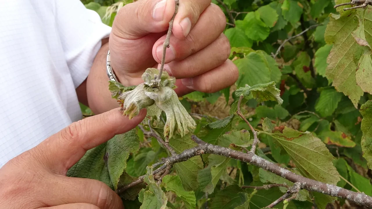 Zirai don onu da vurdu: Fındıkta rekolte yüzde 50 düştü