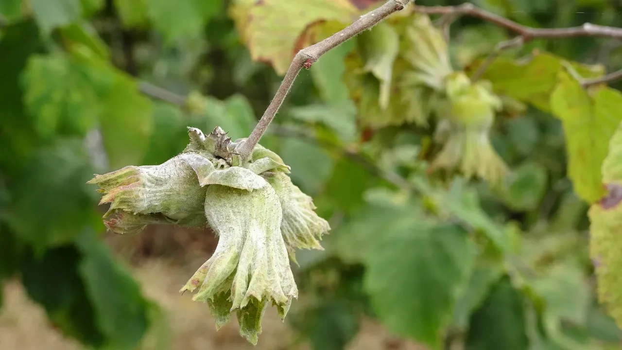 Zirai don onu da vurdu: Fındıkta rekolte yüzde 50 düştü