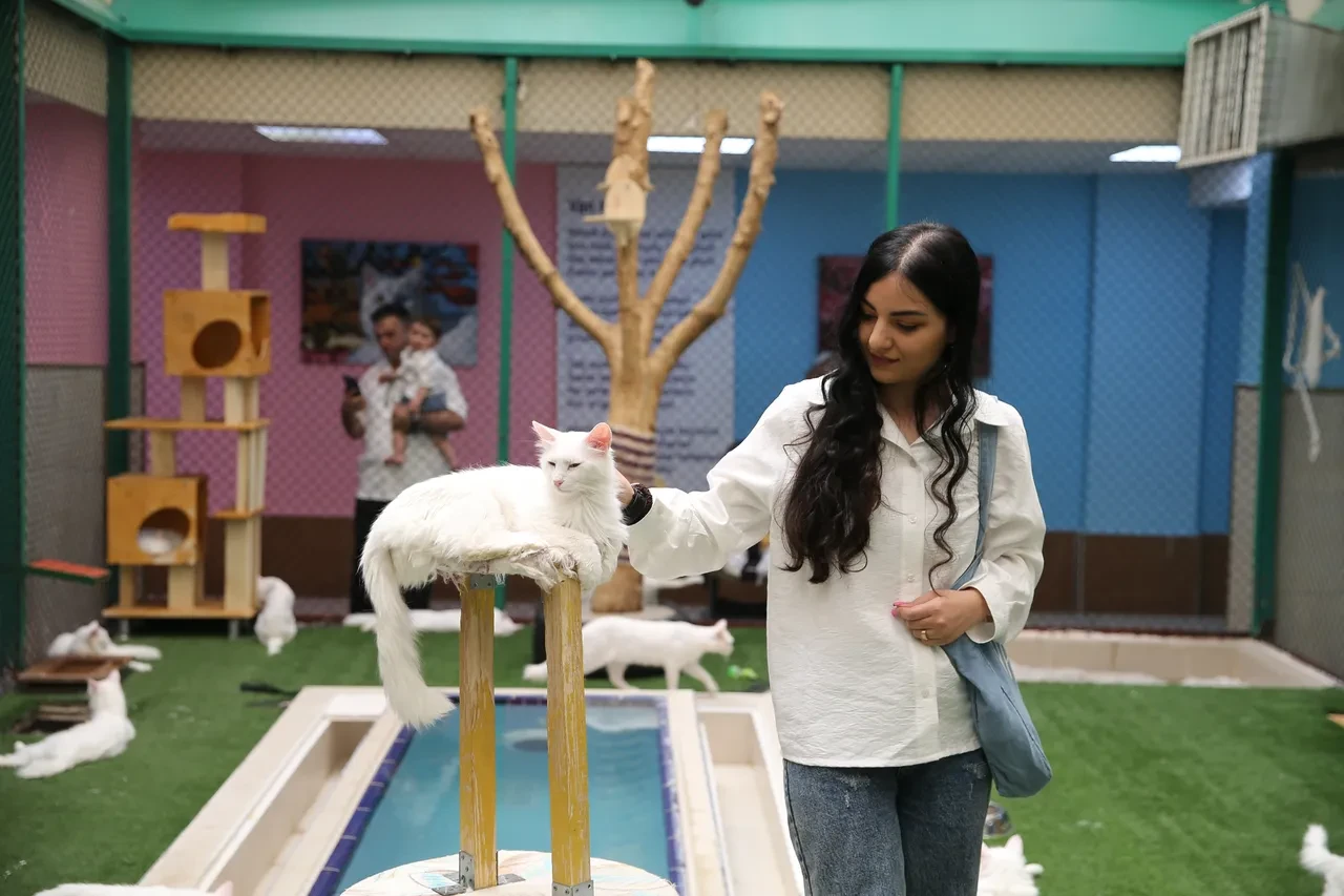 750 aile Van kedilerine yuva oldu! Yoğun ilgi görüyor