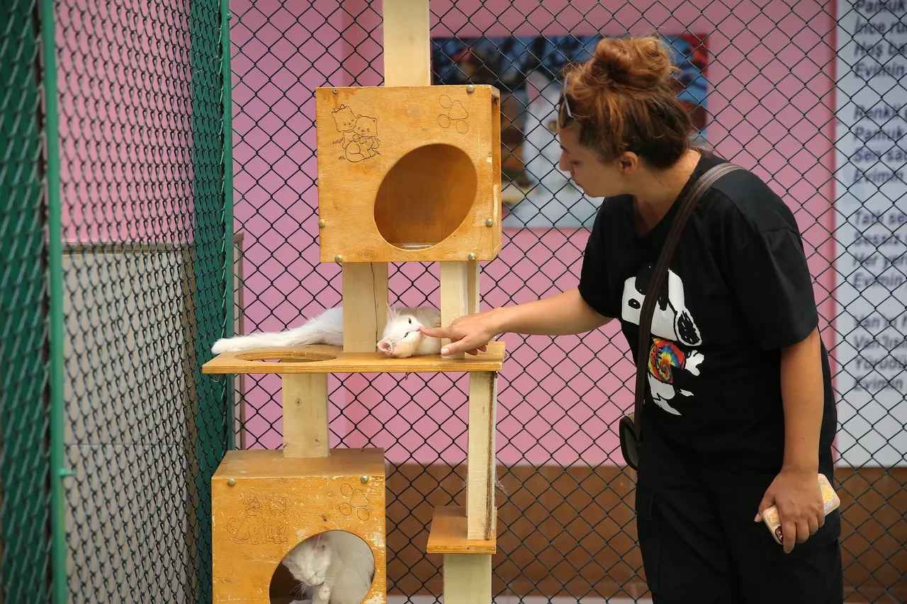 750 aile Van kedilerine yuva oldu! Yoğun ilgi görüyor
