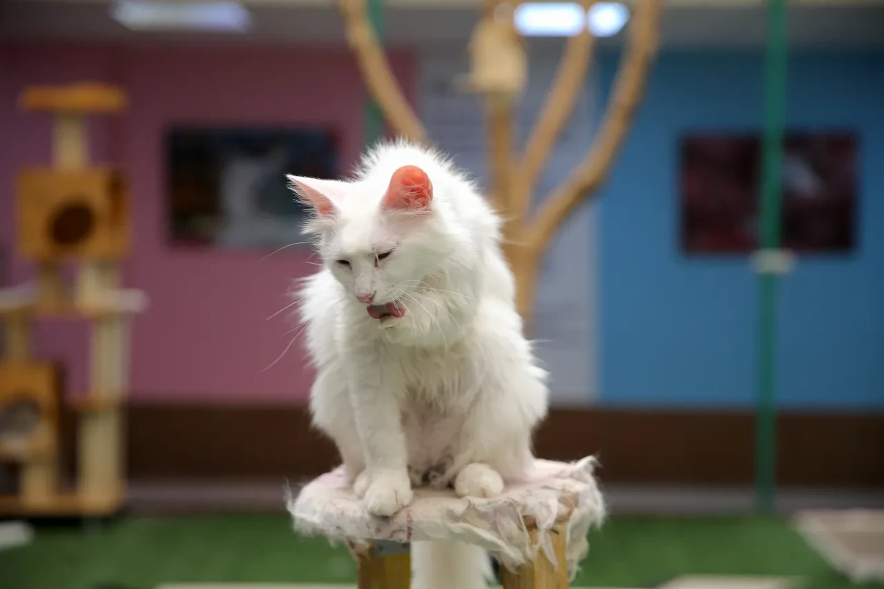 750 aile Van kedilerine yuva oldu! Yoğun ilgi görüyor