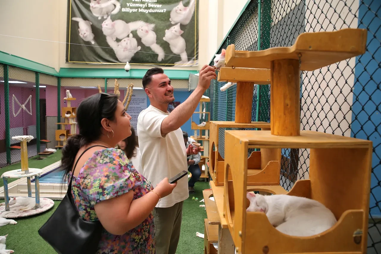 750 aile Van kedilerine yuva oldu! Yoğun ilgi görüyor