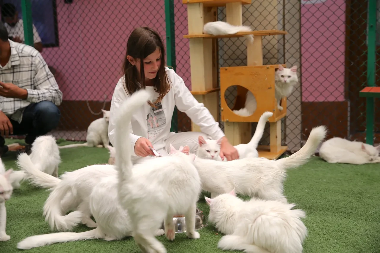 750 aile Van kedilerine yuva oldu! Yoğun ilgi görüyor