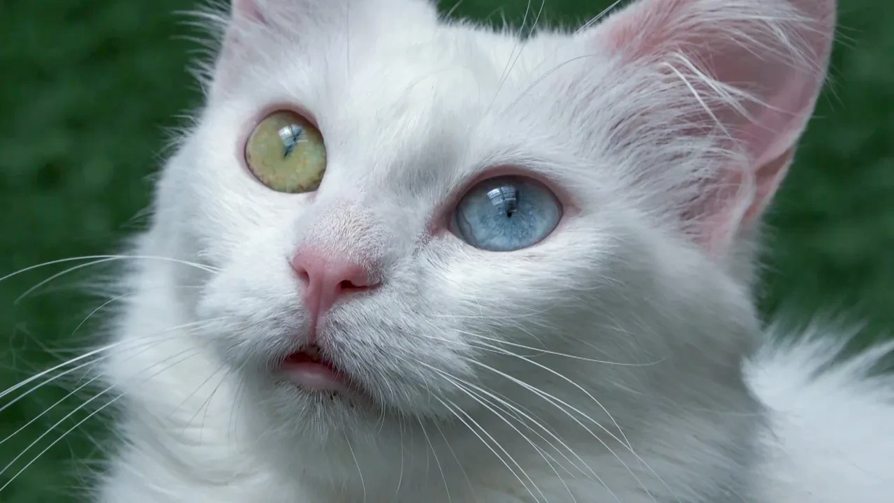 750 aile Van kedilerine yuva oldu! Yoğun ilgi görüyor