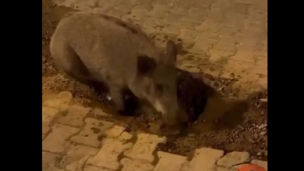 İzmirlilerin domuzlarla imtihanı! Bozuk ve çamurlu yolları mesken tuttular