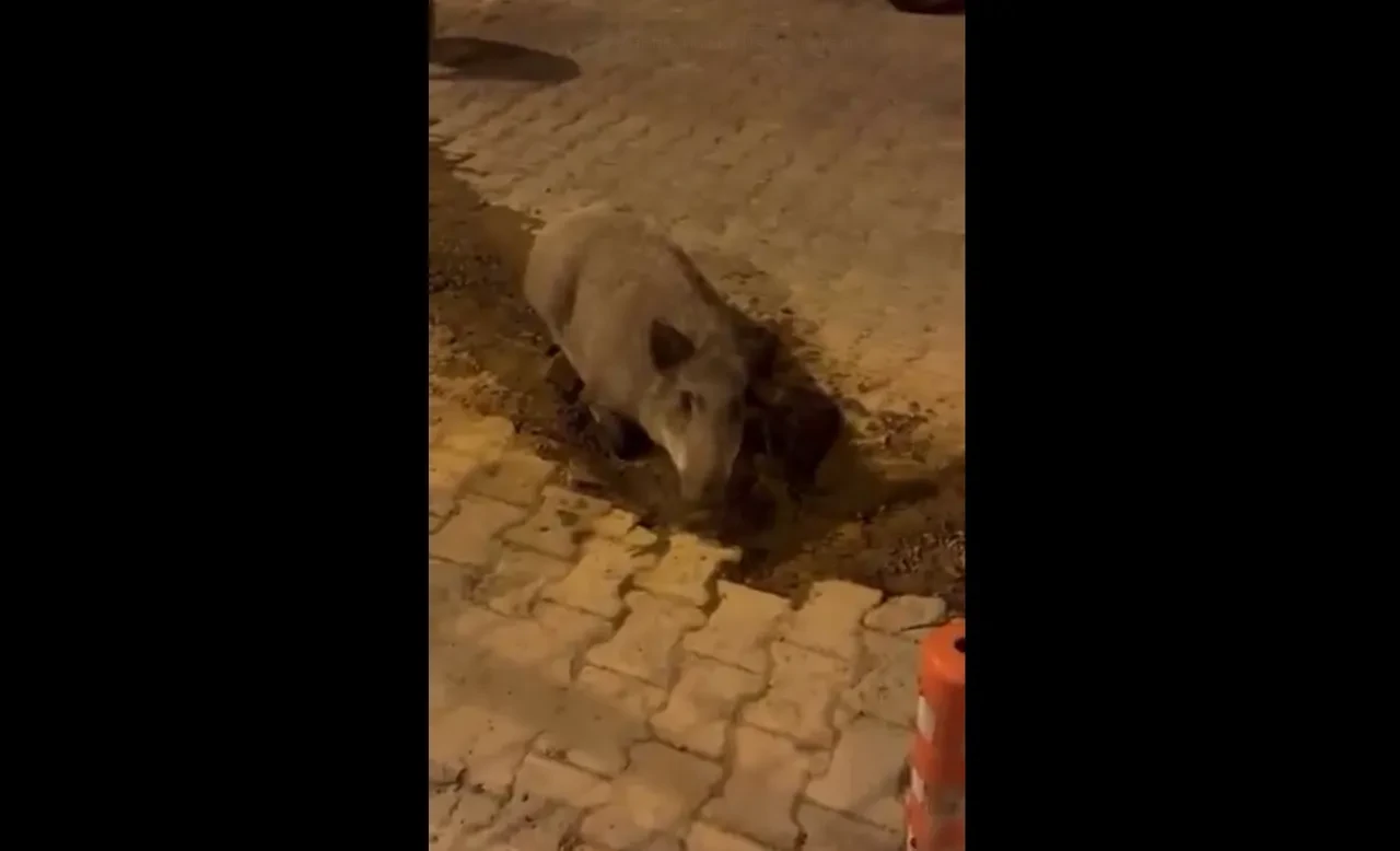 İzmirlilerin domuzlarla imtihanı! Bozuk ve çamurlu yolları mesken tuttular