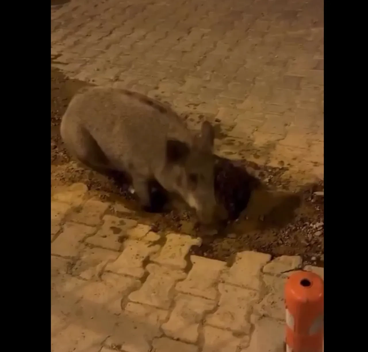 İzmirlilerin domuzlarla imtihanı! Bozuk ve çamurlu yolları mesken tuttular