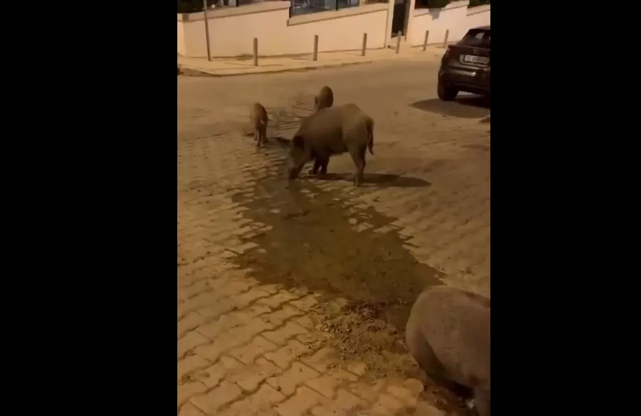 İzmirlilerin domuzlarla imtihanı! Bozuk ve çamurlu yolları mesken tuttular