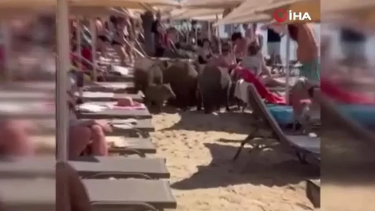 Marmaris'te yaban domuzları sahili bastı
